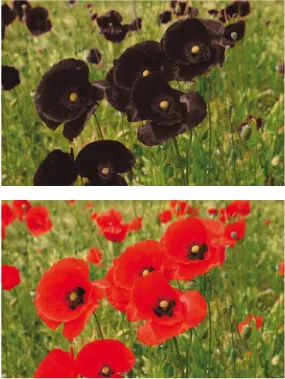 Fig. 4.4  Bees per- lengths as black. Flowers that reflect long wavelengths of light—we see these as red—are seen by bees as ceive long wave-black