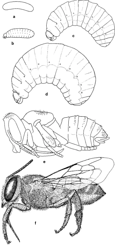 Figure 4-1. Stages in the life cycle of a leafcutter bee, vae;brevisMegachile Cresson