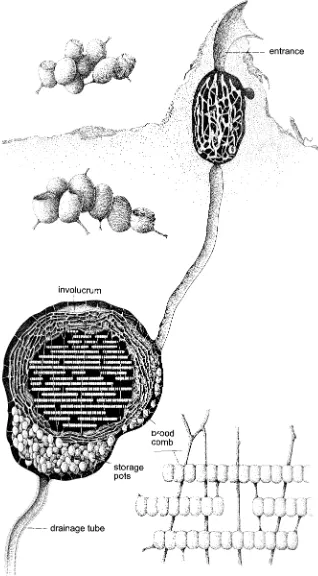 Figure 7-7. The subterranean nest of a colony of stingless beesbrood cells are supported by slender vertical pillars; the brood(Meliponini), Partamona testacea (Klug)