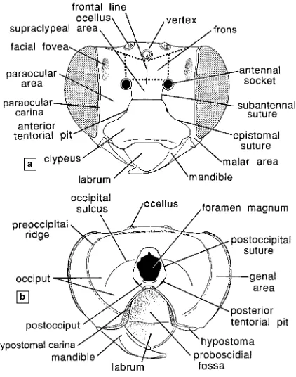 Figure 10-1. Diagrams of aview. From Michener, McGin-bee’s head, showing majorstructures.a, Anterior view; b, Posteriorley, and Danforth, 1994.