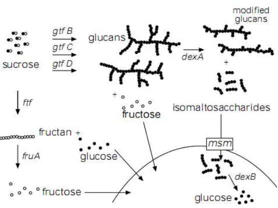 Gambar 3 : Metabolisme sukrosa oleh enzim ekstraseluler pada S. mutans19 
