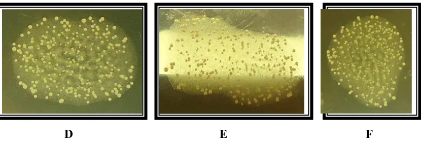 Gambar 14 : Pertumbuhan koloni yang terbentuk pada media MHA pada konsentrasi ekstrak buah           mahkota dewa 3,125 % dengan pelarut etanol pada (A) replikasi 1, (B) replikasi 2, (C)          replikasi 3, (D) replikasi 4, (E) replikasi 5, (F) replikasi 6     