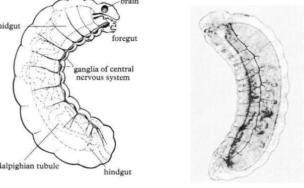 fig. 4 (above) and the photograph (right) show the main organs of the larval honeybee