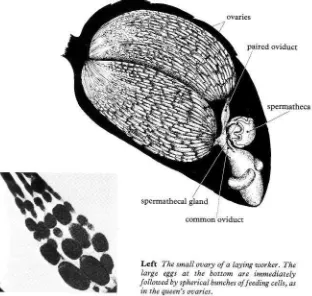 fig. 5 Much of the abdomen of the queen is taken up with the two large ovaries, as shown below