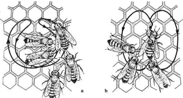 fig. 7a A bee performs the round dance, indicating forage close by, followed by four workers who will later leave to search for the food, b The wagtail dance indicates both the direction and distance of the food