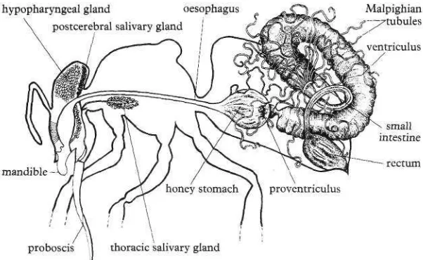 fig. 2 The alimentary canal and associated glands of the worker. 