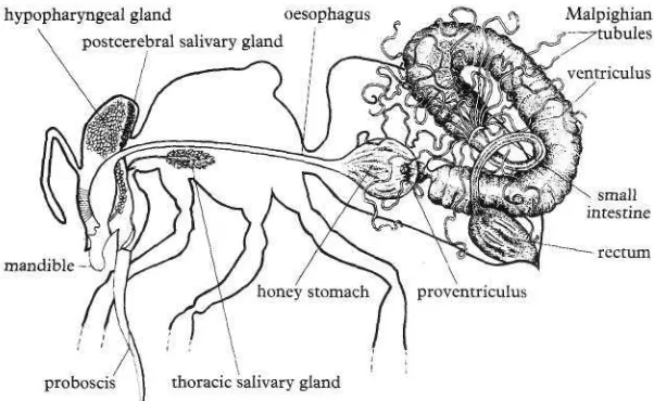 fig. 2 The alimentary canal and associated glands of the worker. 