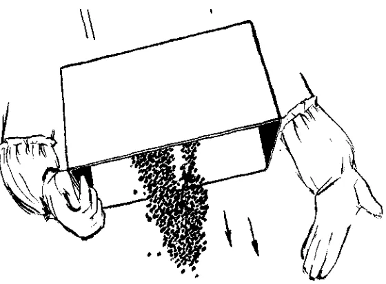 fig. 27 To remove the rest of the bees from the box pick the box up in the right hand and bang it down on the left hand as shown
