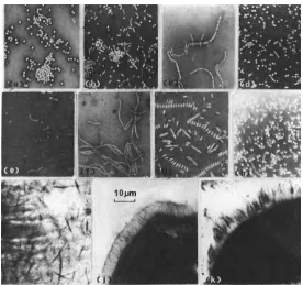 Figure 37  American foulbrood:  (a) obliquethreadseverely  view  from  above  of  comb with  remains ("scales")  of  attacked brood; (b) dark cappings (arrowed) of dead pupae among healthy brood; (c) ropy  formed with  larval remains. 