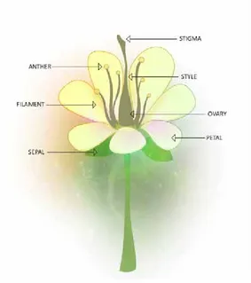 Figure 1. Diagram of a generic insect-pollinated flower.