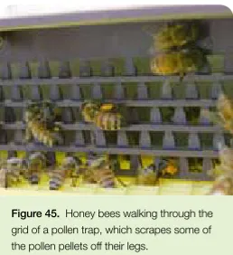 Figure 46.  Pollen pellets in the drawer of a pollen trap.