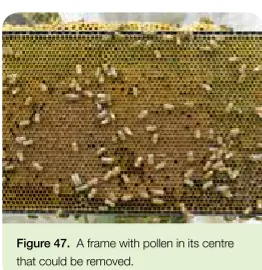 Figure 47.  A frame with pollen in its centre 