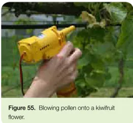 Figure 55.  Blowing pollen onto a kiwifruit 