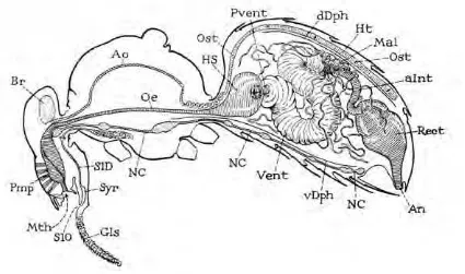 Figure 4. The alimentary canal and other internal organs of a worker bee. Courtesy The Hive and the Honey BeevDph, Dadant and Sons, Inc.Key: alnt, anterior intestine; an, anus; Ao aorta; Br brain; dDph, dorsal diaphragm; Gls, tongue; HS, honey stomach; Ht,