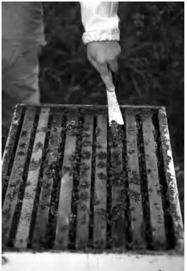 Figure 12. A hive tool being used to remove burr comb from the top bars on the comb. (Courtesy Dewey Caron)