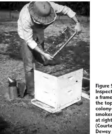 Figure 25. As you work the colony, use the outer tele-scoping cover to support honey supers removed from top of colony