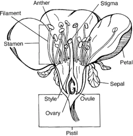 Fig. 2.2. General morphology of a perfect flower. (Source: Carol Ness.)