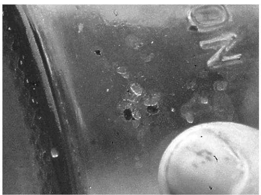 Fig. 6.10. Varroa mites show up against the side of the jar with an ether roll test.(Source: Robert Newcomb.)