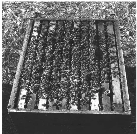 Fig. 7.1. In a strong colony the bees will blanket the tops of six to ten frames.(Source: Jim Strawser.)