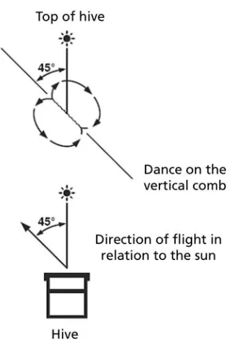 Fig. 4. Waggle-dance communication