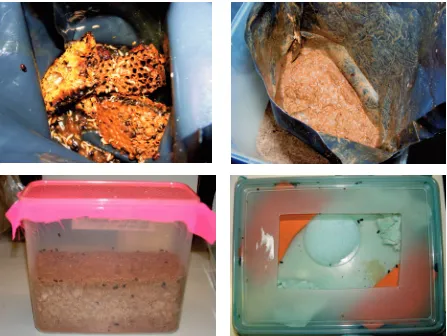 Figure 1. Materials used for rearing SHB the laboratory. Purpose made black plastic bag with pieces of honeycomb, pollen and brood comb used for SHB larval production (top left); same larval production bag approximately 10 days later (top right); adult SHB emerging from soil after pupation (bottom left); container used for maintenance of adult SHB (bottom right) 