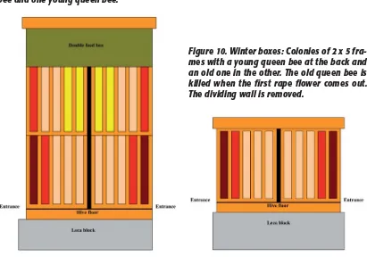 Figure 10. Winter boxes: Colonies of 2 x 5 fra-