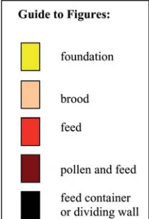 Figure 1. Start: 2x5 frames colonies with young queen bees.