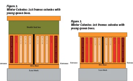 Figure 2.Winter Colonies: 2x5 frames colonies with 