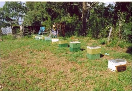Figure 13. The Wilberforce apiary. 