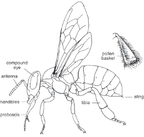 Figure 2.1External structure of the workerhoney bee with the hairy covering removed.Upper right: detail showing the pollen basketon the outer surface of the hind legs