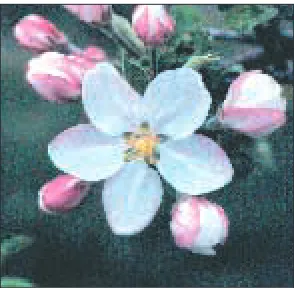 Figure 2. The king apple blossom isthe first to open in each whorl andsets the largest fruit.