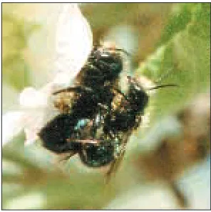 Figure 4. Main body parts of blue orchard bee adult female.