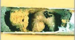 Figure 8. Male (left) and female blueorchard bee cocoons. Note nipplesurrounded by white silk (foreground)and dark fecal pellets attached to co-coon walls.