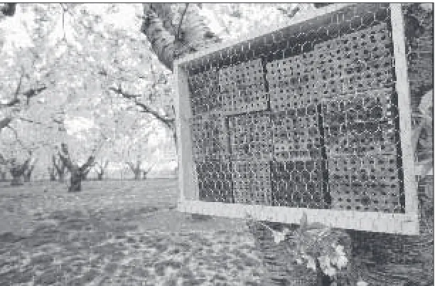 Figure 21. One of many types of nesting shelters: wood box attached to acherry tree. Note chicken wire to prevent bird and mouse damage.