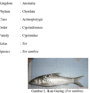 Gambar 2. Ikan Garing (Tor tambra) 