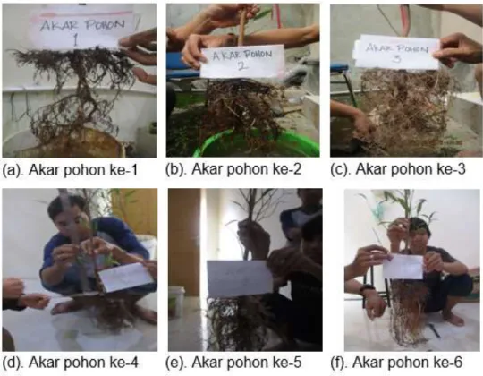 Gambar  11.  Enam akar  pohon  yang  dijadikan  variabel  kerapatan formasi  akar dalam pengamatan infiltrasi 
