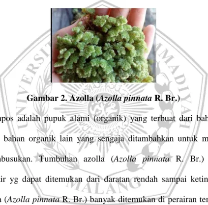 Gambar 2. Azolla (Azolla pinnata R. Br.) 
