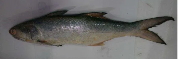 Gambar 2.5. Ikan Kuro 