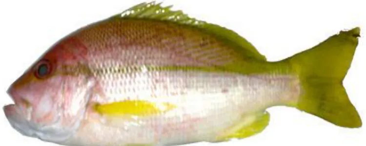 Gambar 2 : Ikan Ekor Kuning 