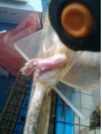 Gambar 14. Pengambilan darah tikus wistar 