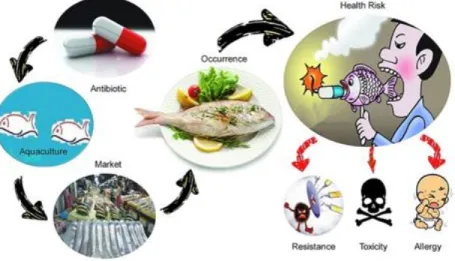 Gambar 1. Ilustrasi dampak antibiotic yang ada pada pakan ikan terhadap  kesehatan manusia (Sumber Liu et al, 2017) 