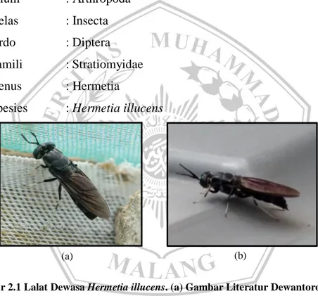 Gambar 2.1 Lalat Dewasa Hermetia illucens. (a) Gambar Literatur Dewantoro &amp; Efendi  (2018), (b) Dokumen Pribadi (2019)