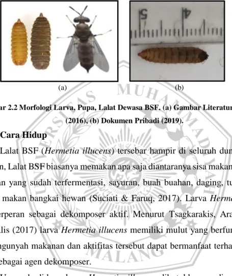 Gambar 2.2 Morfologi Larva, Pupa, Lalat Dewasa BSF. (a) Gambar Literatur Wardhana  (2016), (b) Dokumen Pribadi (2019)
