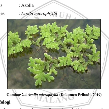 Gambar 2.4 Azolla microphylla (Dokumen Pribadi, 2019) 