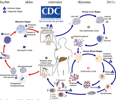 Gambar 1: Siklus Hidup Parasit Malaria  