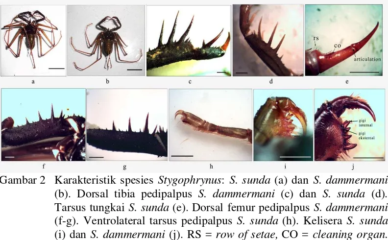 Gambar 2   Karakteristik spesies  Stygophrynus: S. sunda (a) dan S. dammermani 