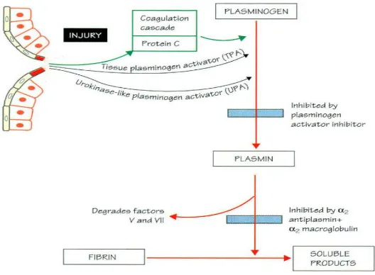 Gambar 3.  Sistem fibrinolisis 