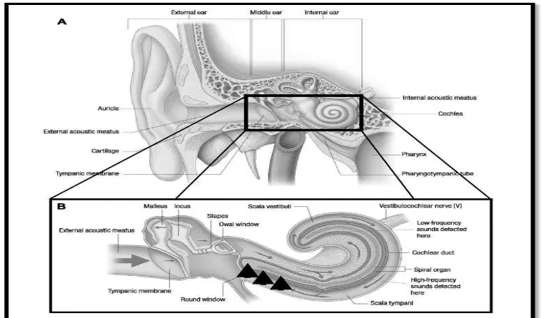 Gambar 2.1 A. Anatomi telinga; B. Daerah koklea yang paling sering mengalami kerusakan akibat paparan bising yang lama dan berhubungan dengan ONIHL (occupational noise induced hearing loss) (Kurmis & Apps, 2007) 