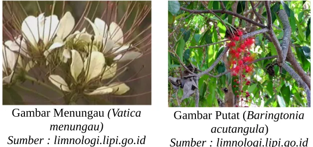 Gambar Menungau (Vatica