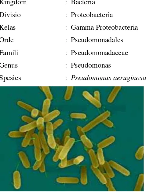 Gambar 2.8. Bakteri Pseudomonas aeruginosa 